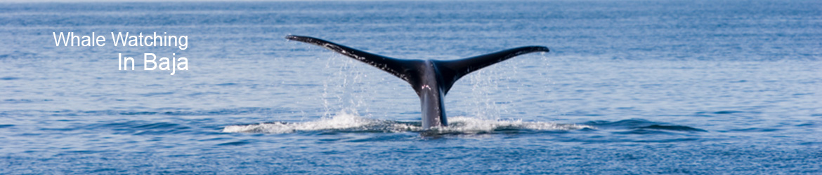 Baja Whale Watching - Baja Bound Mexican Insurance
